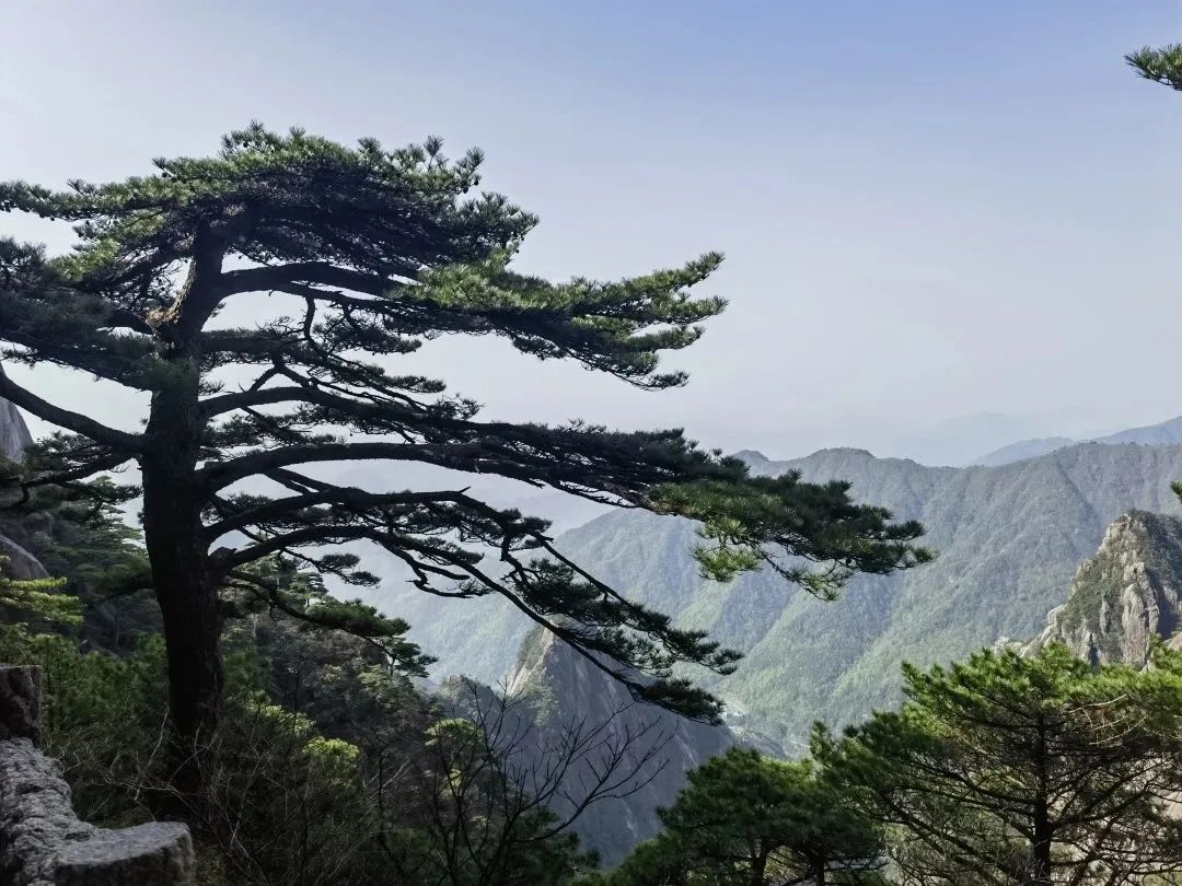 東方龍商務(wù)與春天有個約會！集團100余人赴安徽黃山“團建”，太嗨了！“奔跑二季度”——我們準備好了！